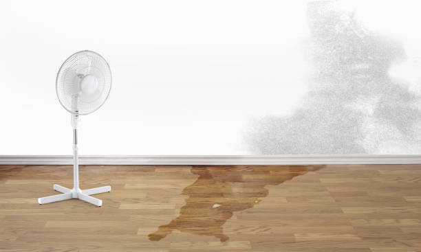 Best Flooded house restoration  in Jackson, WI